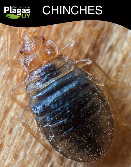 Plaga de Chinches