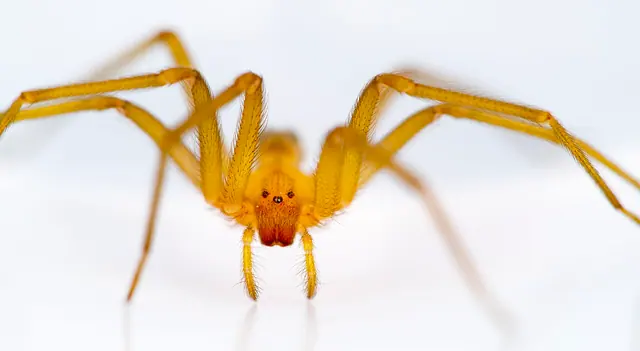 Control de arañas, incluida la araña de rincón — Plagas UY