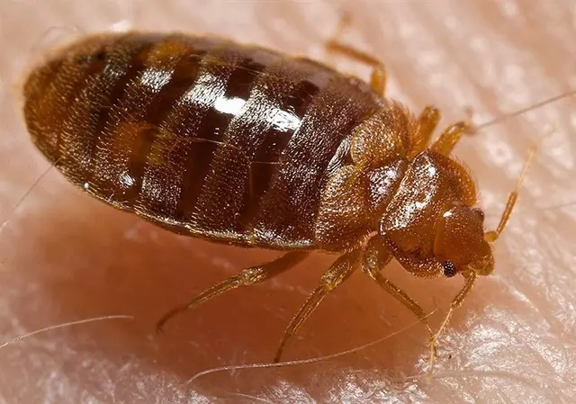 Control de chinches de cama con protocolo intensivo — Plagas UY