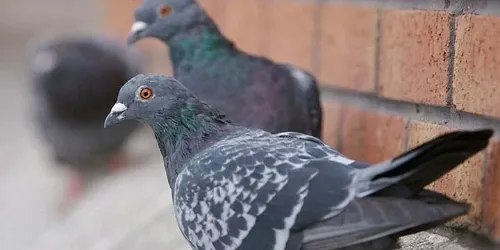 Control de aves y palomas urbanas en Uruguay — Plagas UY
