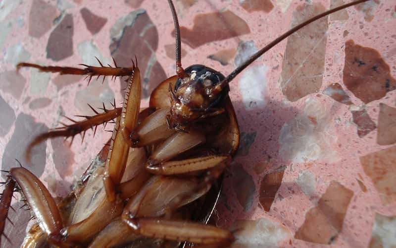 Eliminación de cucarachas con Gel de Efecto Dominó — Plagas UY